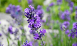 障害　結婚相談所のホームページ用写真